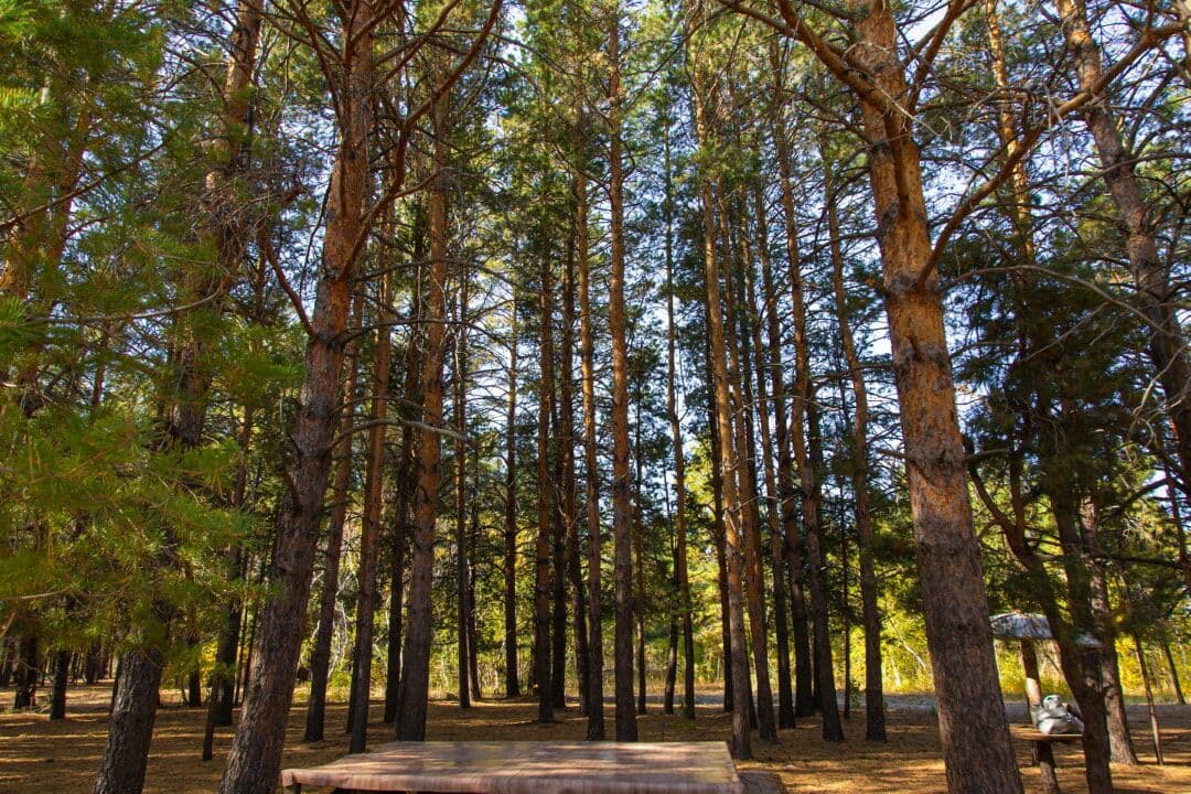 60c8af05b315a950319851_318b7b84d7