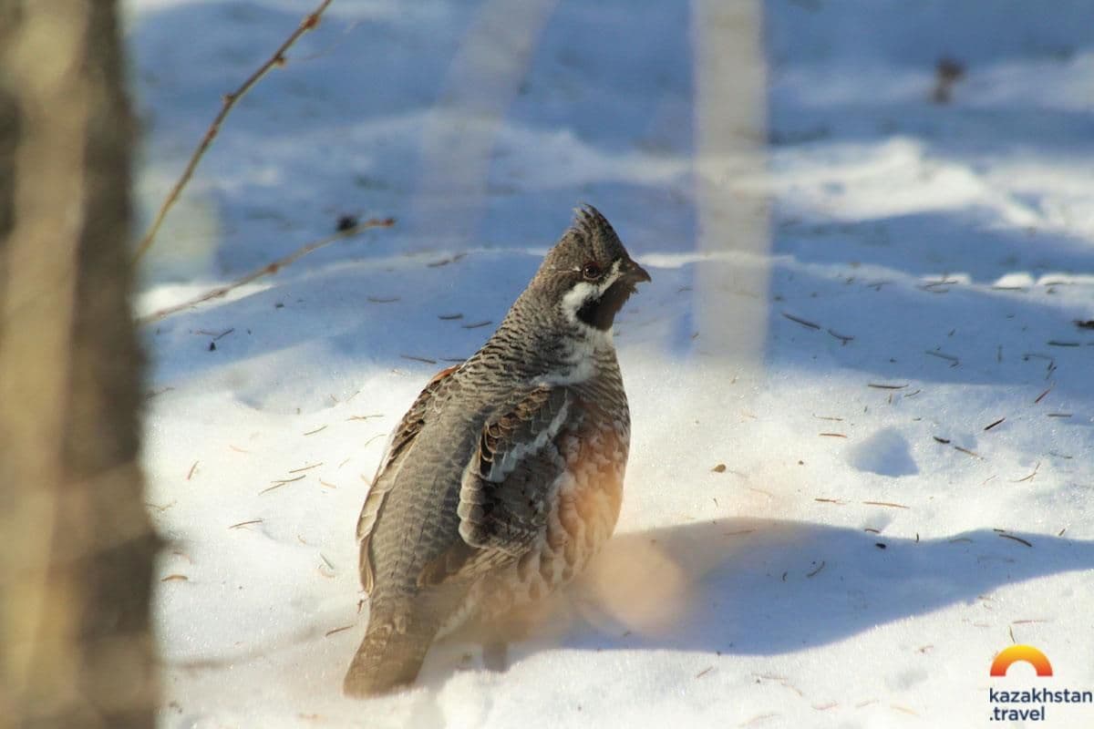 Лучшие места для бердвотчеров