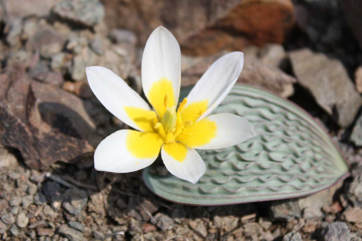 Где и когда насладиться цветением тюльпанов в Казахстане