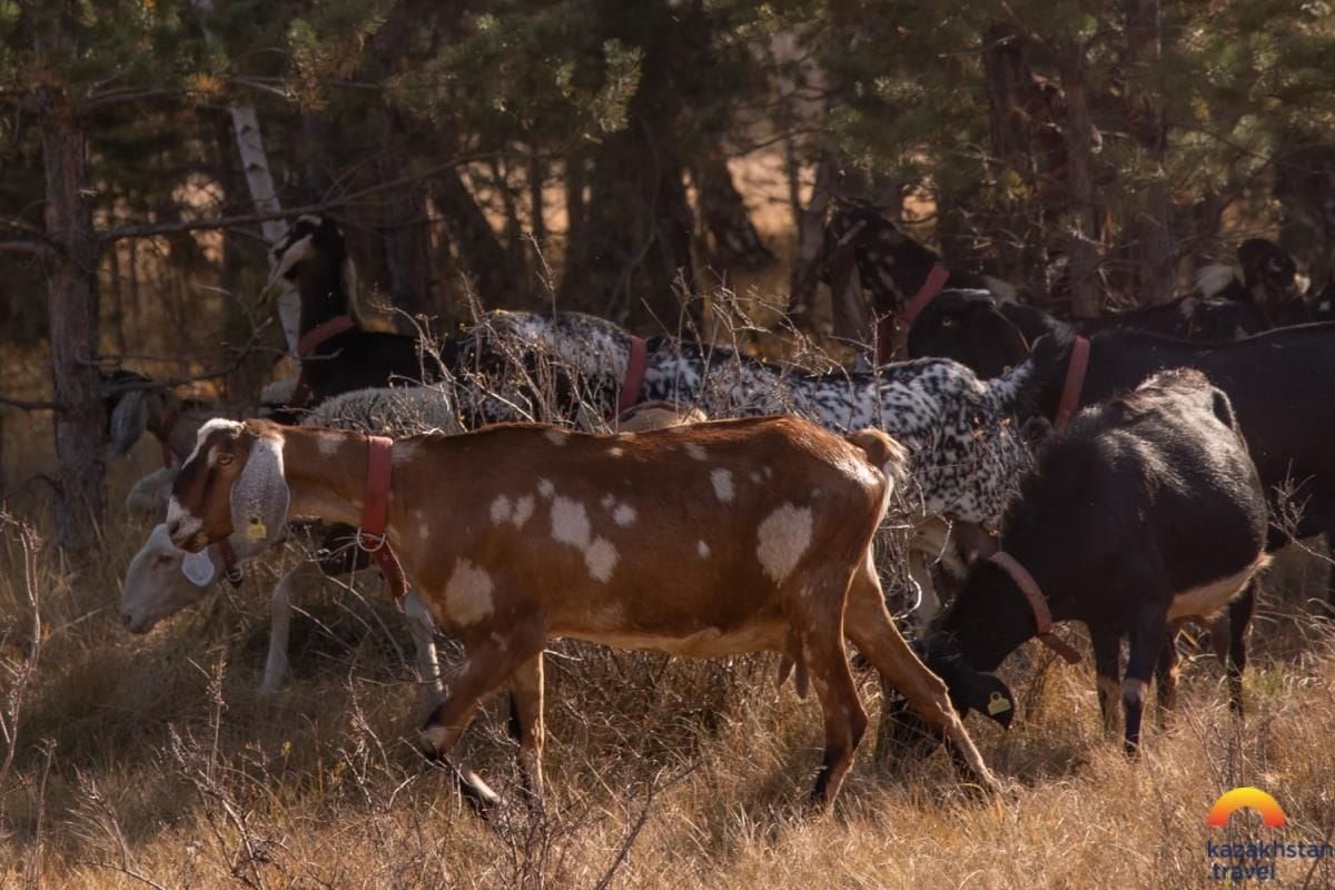 Козья ферма г. Акколь