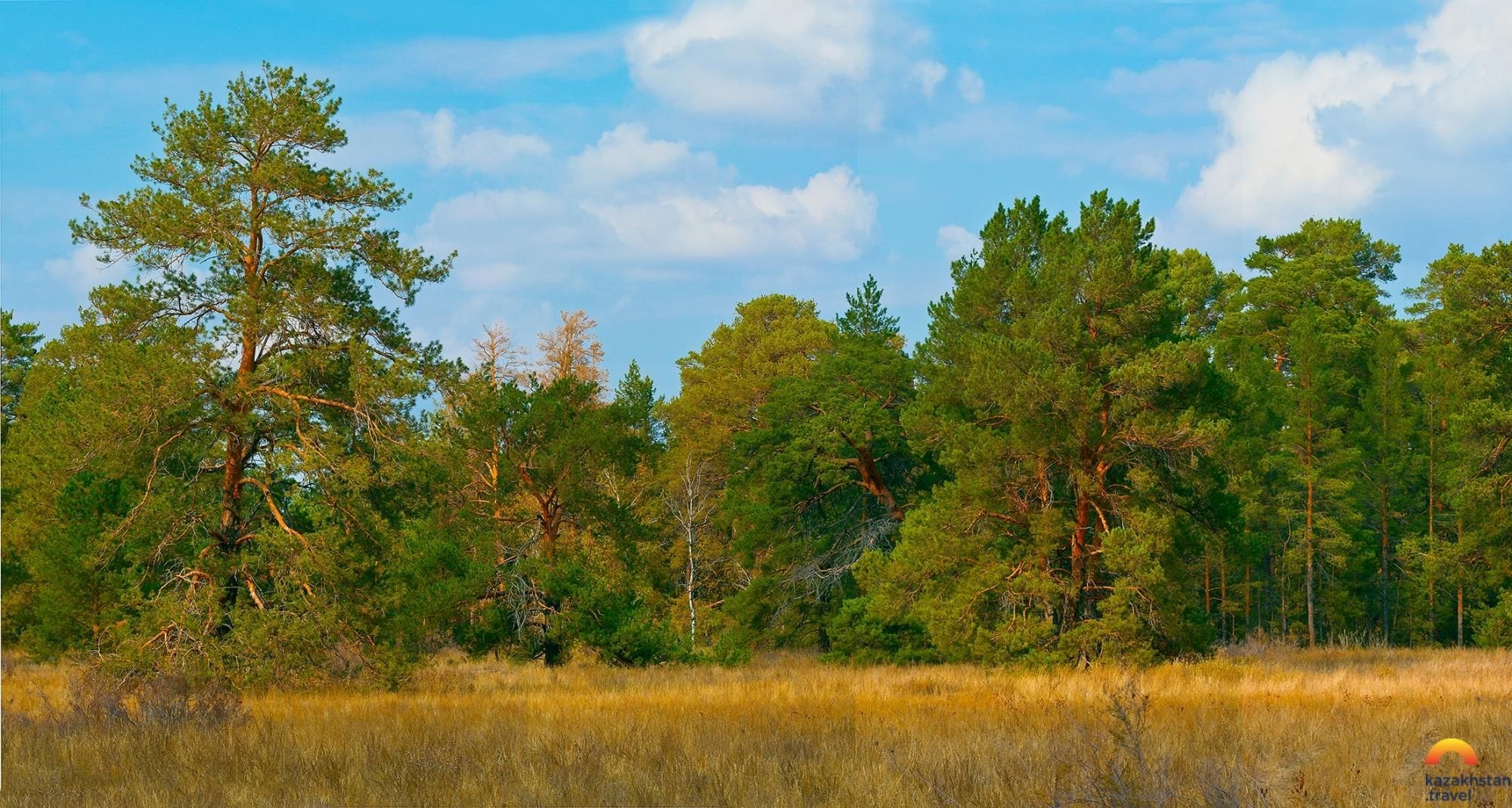 Аманкарагайский сосновый бор