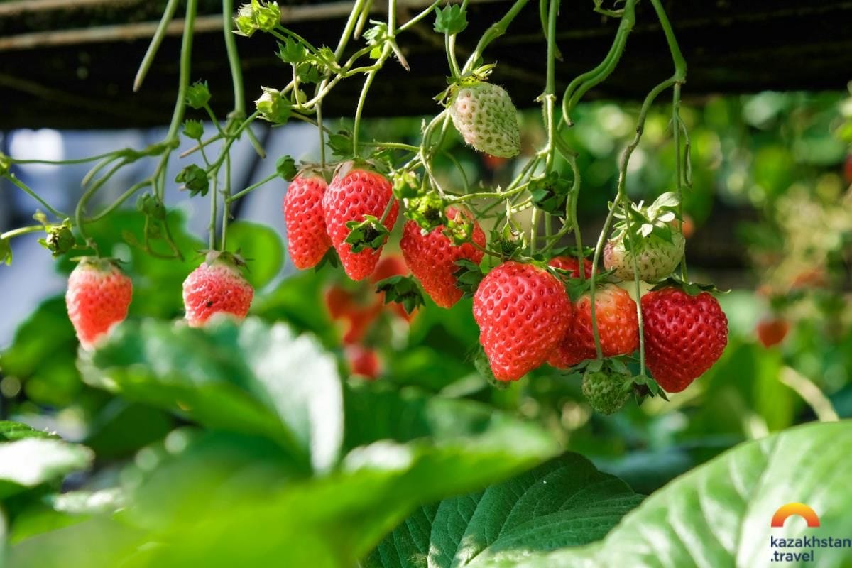 Санаторий "Akva Mineral Saryagash"