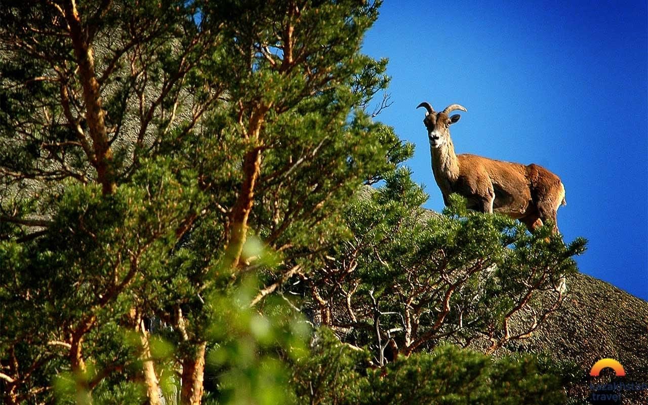 Государственный зоологический природный заказник "Кызылтау"