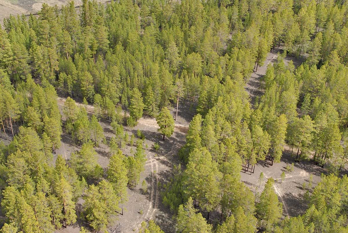 Шалдайский ленточный бор