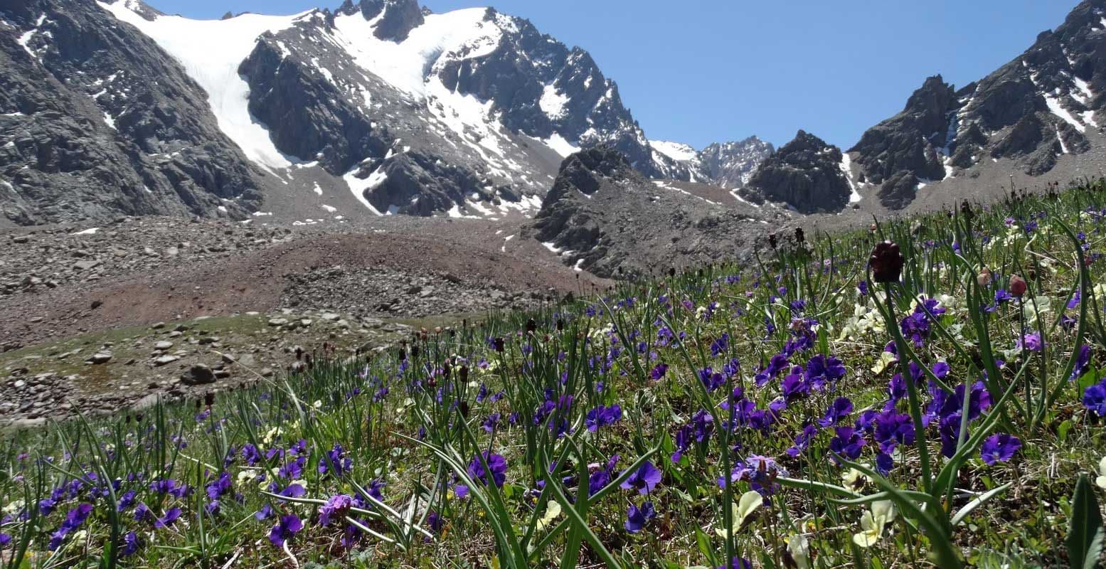 Цветение альпийских лугов
